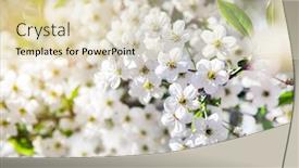  Presentation with cherry - PPT theme with beautiful-cherry-flowers-in-sping background and a soft green colored foreground