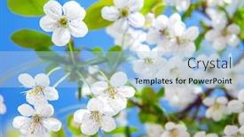  Presentation with cherry - Theme with beautiful-cherry-flowers-in-sping background and a light blue colored foreground