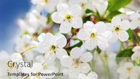  Presentation with cherry - Amazing theme having beautiful-cherry-flowers-in-sping backdrop and a soft green colored foreground