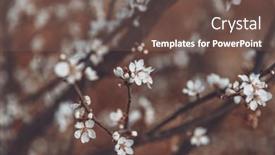  Presentation with bloom - Presentation theme featuring beautiful-cherry-tree-bloom-background background and a violet colored foreground