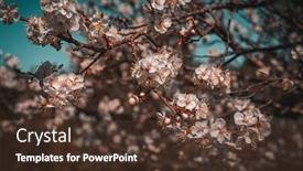  Presentation with vintage floral - Slides featuring beautiful-cherry-tree-orchard-freshness background and a tawny brown colored foreground