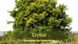  Presentation with field - Beautiful slides featuring beautiful chestnut in a field with leafy branches backdrop and a tawny brown colored foreground