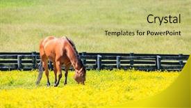 Presentation with kentucky - Slide deck consisting of bluegrass - beautiful chestnut mare background and a yellow colored foreground