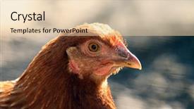  Presentation with beautiful nature - Presentation theme featuring beautiful chicken in the nature background and a lemonade colored foreground