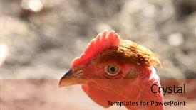 Presentation with beautiful nature - Presentation design enhanced with beautiful chicken in the nature background and a red colored foreground