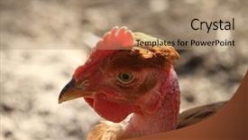  Presentation with free nature - Slide deck with beautiful chicken in the nature background and a coral colored foreground