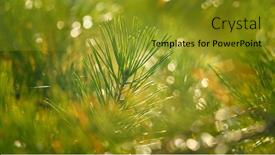  Presentation with pine - Slide deck featuring beautiful-christmas-pine-tree background and a gold colored foreground