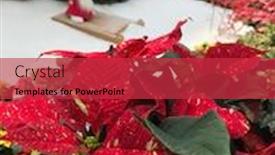 Presentation with festive - Slides enhanced with beautiful-christmas-variegated-pointsettias background and a red colored foreground