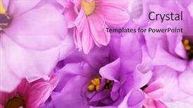  Presentation with chrysanthemum - Slide set enhanced with beautiful chrysanthemum and artificial eustoma flowers close up background and a lavender colored foreground