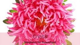  Presentation with chrysanthemum - Colorful slide deck enhanced with beautiful chrysanthemum flower isolated on white backdrop and a coral colored foreground