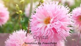  Presentation with chrysanthemum - Presentation design featuring beautiful chrysanthemum flowers close-up background and a coral colored foreground