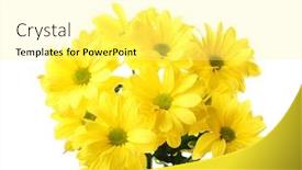  Presentation with chrysanthemum - Presentation design with beautiful-chrysanthemum-flowers-isolated background and a blonde colored foreground