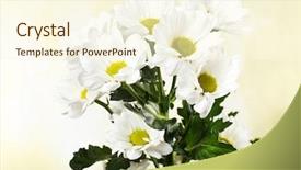  Presentation with chrysanthemum - Slide set having beautiful chrysanthemum flowers on bright background background and a cream colored foreground