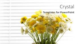  Presentation with chrysanthemum - Presentation theme featuring beautiful chrysanthemum in pot on windowsill background and a white colored foreground