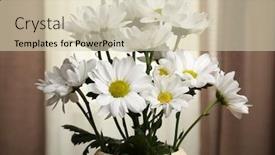  Presentation with chrysanthemum - Slide set having beautiful chrysanthemum in pots on fabric background background and a soft green colored foreground