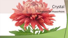  Presentation with chrysanthemum - Slide deck consisting of beautiful chrysanthemum isolated on white background and a lemonade colored foreground