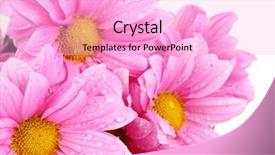  Presentation with chrysanthemum - PPT layouts consisting of beautiful chrysanthemum isolated on white background and a lavender colored foreground