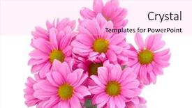  Presentation with chrysanthemum - Cool new slides with beautiful chrysanthemum isolated on white backdrop and a lavender colored foreground