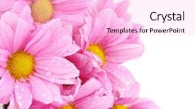  Presentation with chrysanthemum - Theme with beautiful chrysanthemum isolated on white background and a lavender colored foreground