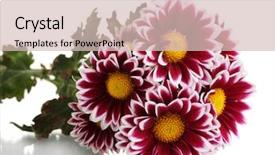  Presentation with chrysanthemum - PPT layouts featuring beautiful chrysanthemum isolated on white background and a soft green colored foreground