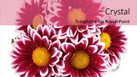  Presentation with chrysanthemum - Amazing slide deck having beautiful chrysanthemum isolated on white backdrop and a coral colored foreground