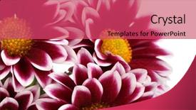  Presentation with chrysanthemum - Theme enhanced with beautiful chrysanthemum isolated on white background and a red colored foreground