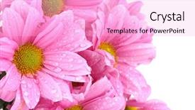  Presentation with chrysanthemum - Cool new presentation theme with beautiful chrysanthemum isolated on white backdrop and a lavender colored foreground