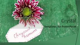  Presentation with chrysanthemum - Slides with beautiful chrysanthemum with tag on wooden background background and a ocean colored foreground