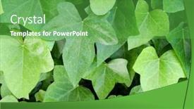  Presentation with beautiful green - Cool new presentation theme with beautiful-climbing-plant-with-many backdrop and a shamrock green colored foreground