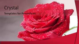  Presentation with water - Presentation theme featuring beautiful close-up rose background and a red colored foreground