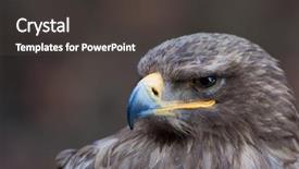  Presentation with peregrine falcon - Presentation theme featuring beautiful closeup of a falcon background and a dark gray colored foreground