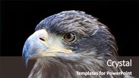  Presentation with engineering robotics development closeup electronics - Presentation design having beautiful closeup of a falcon background and a dark gray colored foreground