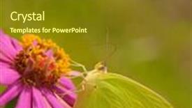  Presentation with sulphur - Presentation design consisting of beautiful-cloudless-sulphur-butterfly background and a tawny brown colored foreground