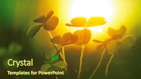  Presentation with plant tissue culture beaker - Colorful presentation theme enhanced with beautiful clover plant with sun backdrop and a tawny brown colored foreground