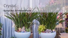  Presentation with orchids - Theme featuring beautiful-cluster-of-tiny-cymbidium background and a lemonade colored foreground