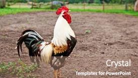  Presentation with crow - Beautiful presentation design featuring beautiful cock crows backdrop and a coral colored foreground