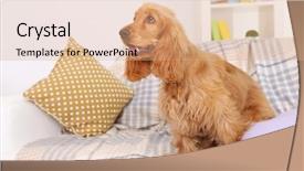 Presentation with room - PPT layouts featuring beautiful cocker spaniel on couch background and a coral colored foreground