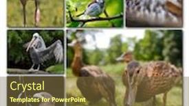  Presentation with birds - Colorful presentation design enhanced with beautiful-collage-of-different-birds backdrop and a tawny brown colored foreground