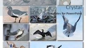  Presentation with birds - PPT theme having beautiful-collage-of-different-birds background and a light blue colored foreground