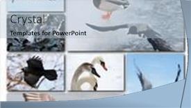  Presentation with birds - Audience pleasing slide set consisting of beautiful-collage-of-different-birds backdrop and a light blue colored foreground