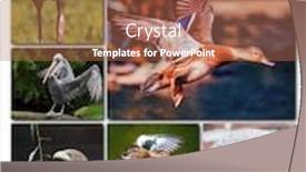  Presentation with birds - Presentation design featuring beautiful-collage-of-different-birds background and a coral colored foreground