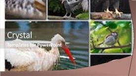  Presentation with birds - Cool new PPT theme with beautiful-collage-of-different-birds backdrop and a violet colored foreground