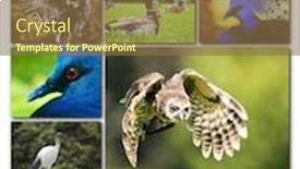  Presentation with birds - Audience pleasing slides consisting of beautiful-collage-of-different-birds backdrop and a tawny brown colored foreground