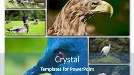  Presentation with birds - Theme featuring beautiful-collage-of-different-birds background and a ocean colored foreground