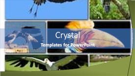  Presentation with birds - Cool new PPT theme with beautiful-collage-of-different-birds backdrop and a teal colored foreground