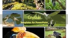  Presentation with birds - Slides enhanced with beautiful-collage-of-different-birds background and a tawny brown colored foreground