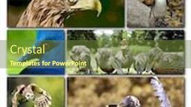  Presentation with birds - Amazing theme having beautiful-collage-of-different-birds backdrop and a tawny brown colored foreground