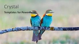  Presentation with birds - Cool new slide deck with beautiful-colorful-birds-perched backdrop and a light gray colored foreground