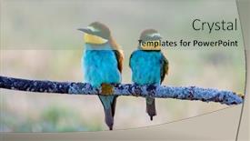  Presentation with birds - PPT theme having beautiful-colorful-birds-perched background and a light gray colored foreground
