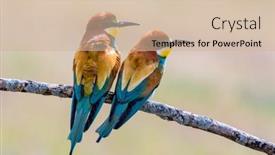  Presentation with birds - Cool new PPT theme with beautiful-colorful-birds-perched backdrop and a soft green colored foreground